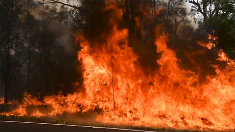 Australian Wildfires Believed to Have Affected Almost 500 Million Animals