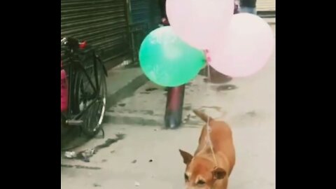 Funny dog video by