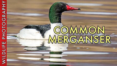 The Common Merganser - Fun Facts of Wildlife Photography
