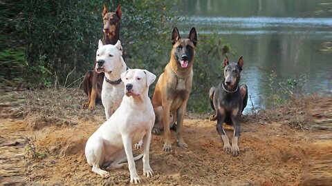 Meet Our Newest Pack Member - Reef the Belgian Malinois - Pack Introduction Part 2
