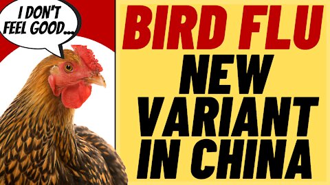 NEW BIRD FLU From China? Should We Be Worried, Who knows!