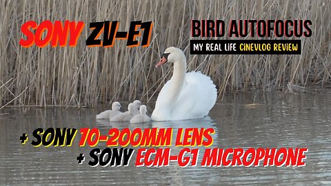 Sony ZV-E1 | Swans At Sunset | Bird Autofocus | Low Light | Sony 70-200mm F/2.8 GM Lens | CineVlog