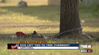 Puppy chained to tree in backyard