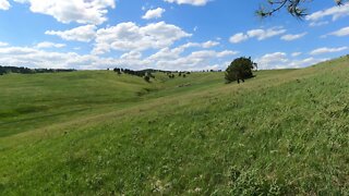 Blowing grasses of the Dakotas