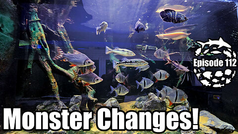 Monster Fish, Predator Bay 3000 and the 600 Gallon Asian Jungle Aquarium, Let's Go!