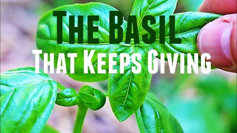 How to Prune Basil For A Continuous Supply