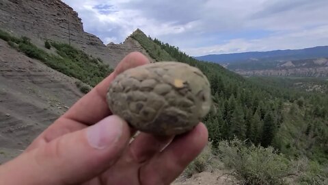 I Found a Petrified Snake Head Millions of Years Old While Running Down a Cliff at High Speed