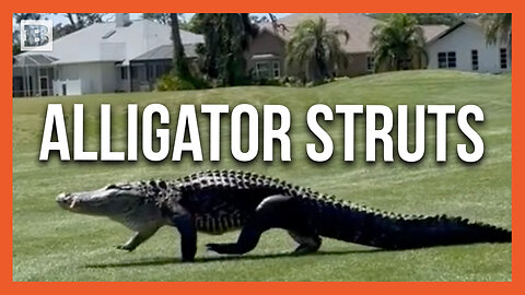 Alligator Casually Strolls Across Golf Course Completely Unbothered