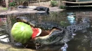 Alligator destroys giant watermelon
