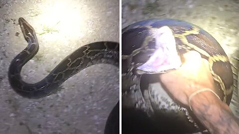 You'd Never Believe How Fast Pythons Are In The Water
