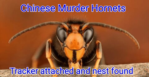 Chinese Murder Hornets! (30 sec video captured of nest)