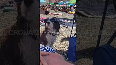 Ecco il cane Vip sulla spiaggia dei Maronti ad #Ischia