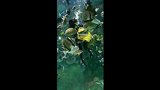 Swimming and hand feeding tornado of fish