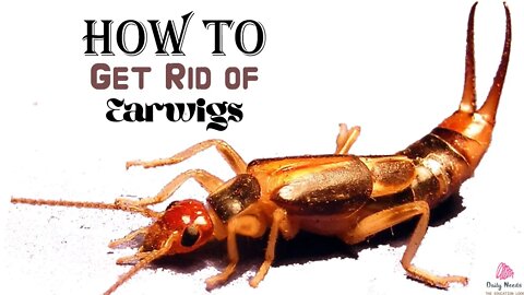 How to Get Rid of Earwigs | 12 Steps to Get Rid of Earwigs - Daily Needs Studio