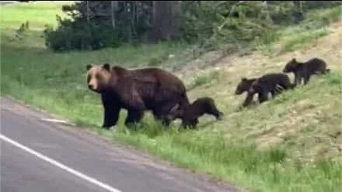 Traffic interrupted as family of bears cross street