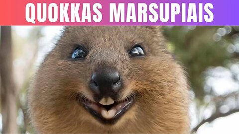 Conheça o Quokka O animal mais amigável e simpático da Austrália!