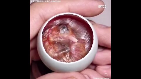 How A Chick Born From A Egg Interesting Video
