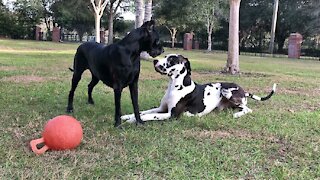 Funny Great Danes can't decide if they should dig or play