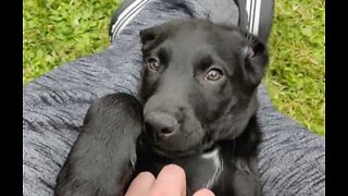 O amor e ternura no olhar de um cão com 10 semanas