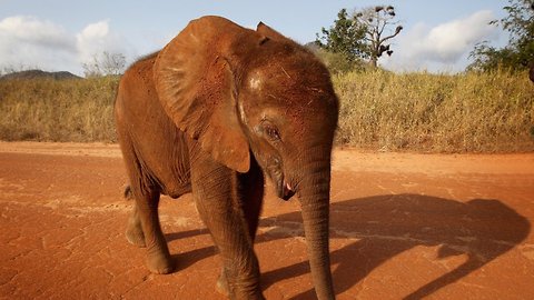 Scientists Use Elephant Tusk DNA In Hopes Of Catching Ivory Smugglers