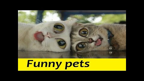 5 Stunning Examples Of Beautiful Funny Animals Videos