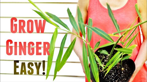 How to Grow Ginger in Containers then Transplant For Huge Harvest [5 Simple Steps] | Growing Ginger