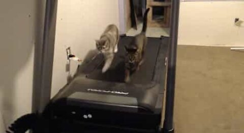 Cats' crazy workout on the treadmill