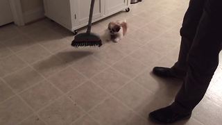 An Adorable Puppy Chases A Broom