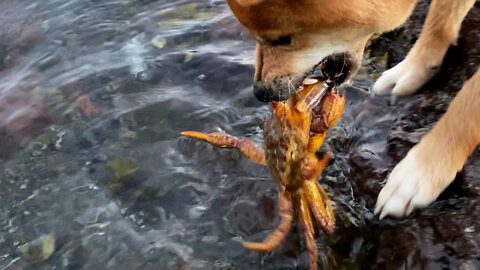 meeting with a crab