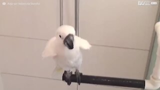 Den här kakaduan älskar att duscha!