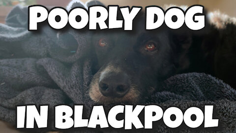 POORLY DOG in Blackpool ☹️🐺 #vanlife