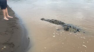 Mike Tyson American Crocodile