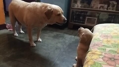 Puppy Arguingf With his Mother