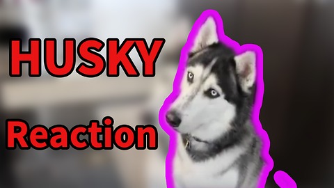 Husky's priceless reaction to viral puppy videos