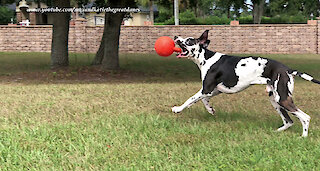 Funny Great Dane Amuses Himself Kicking His Jolly Ball