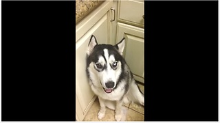 Shameful Dog Apologizes For Almost Biting Owner