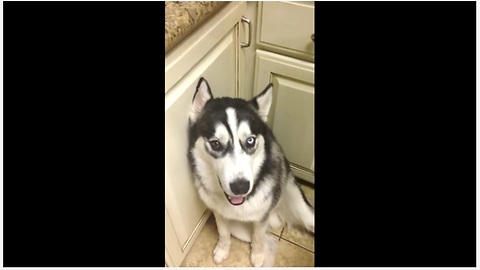 Shameful Dog Apologizes For Almost Biting Owner