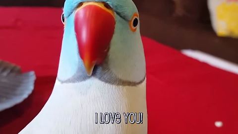 These Funny Talking Birds Will Make You Smile