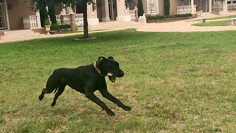 Adopted Pup Experiences Her First Run Off Leash And It Is Beautiful