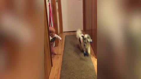 Excited Dog Playing Fetch Gives Baby All The Giggles