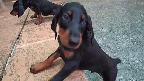 Doberman puppies embark on first ever swimming adventure