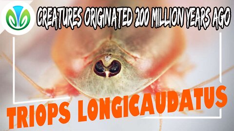 Discovered a strange 3-eyed creature appeared | Nature VN