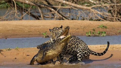 How Dangerous Is A Jaguars Bite!