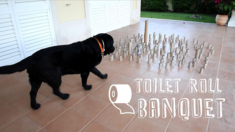 Dog hits the jackpot with epic toilet roll banquet