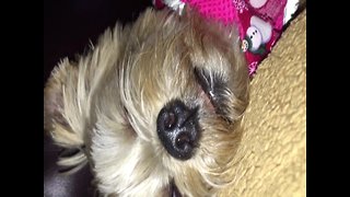 Creepy – Pup Keeps Eyes Open when she Sleeps