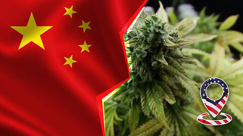 Chinese Nationals Running Black Market Marijuana Farms?