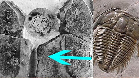 500 Million-Year-Old Human Footprint Fossil Baffles Scientists