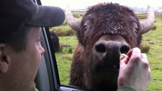 A Buffalo Approaches A Family In A Car