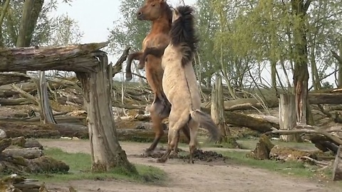 Extreme power meeting between two wild horses