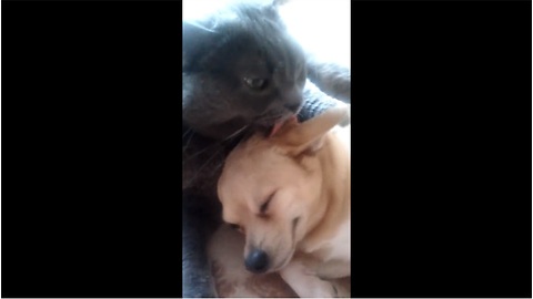 Cat adopts dog, gives it a bath